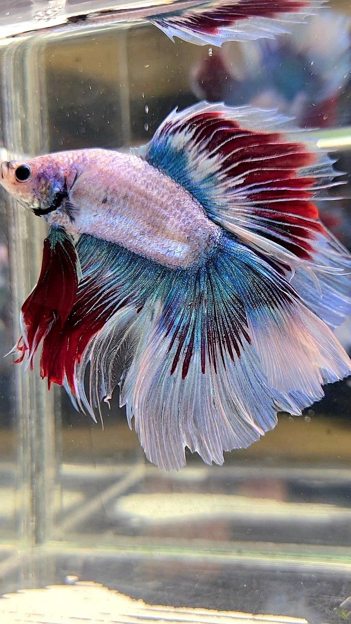 XL HALFMOON DOUBLE TAIL WAROCHAI BETTA FISH