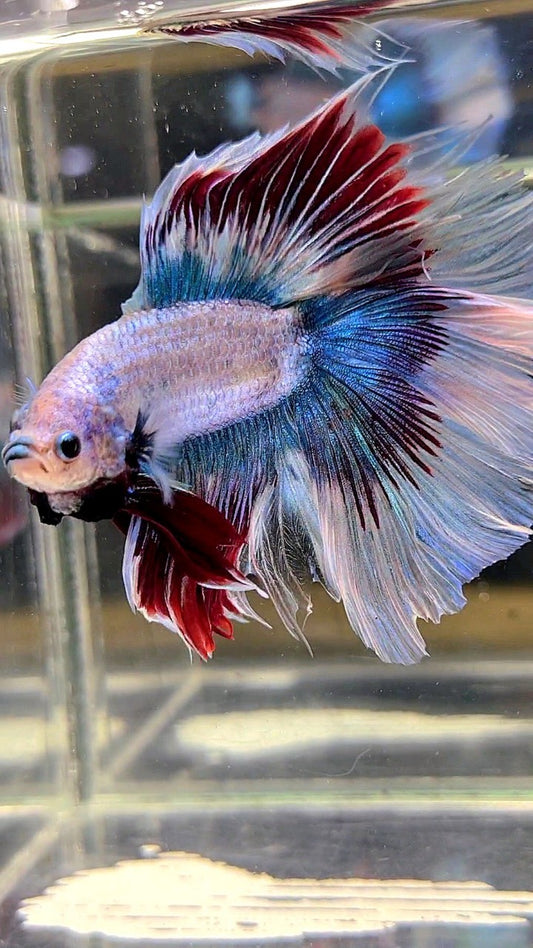 XL HALFMOON DOUBLE TAIL WAROCHAI BETTA FISH