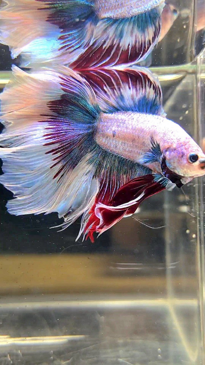 XL HALFMOON DOUBLE TAIL WAROCHAI BETTA FISH