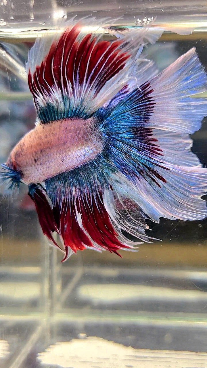 XL HALFMOON DOUBLE TAIL WAROCHAI BETTA FISH