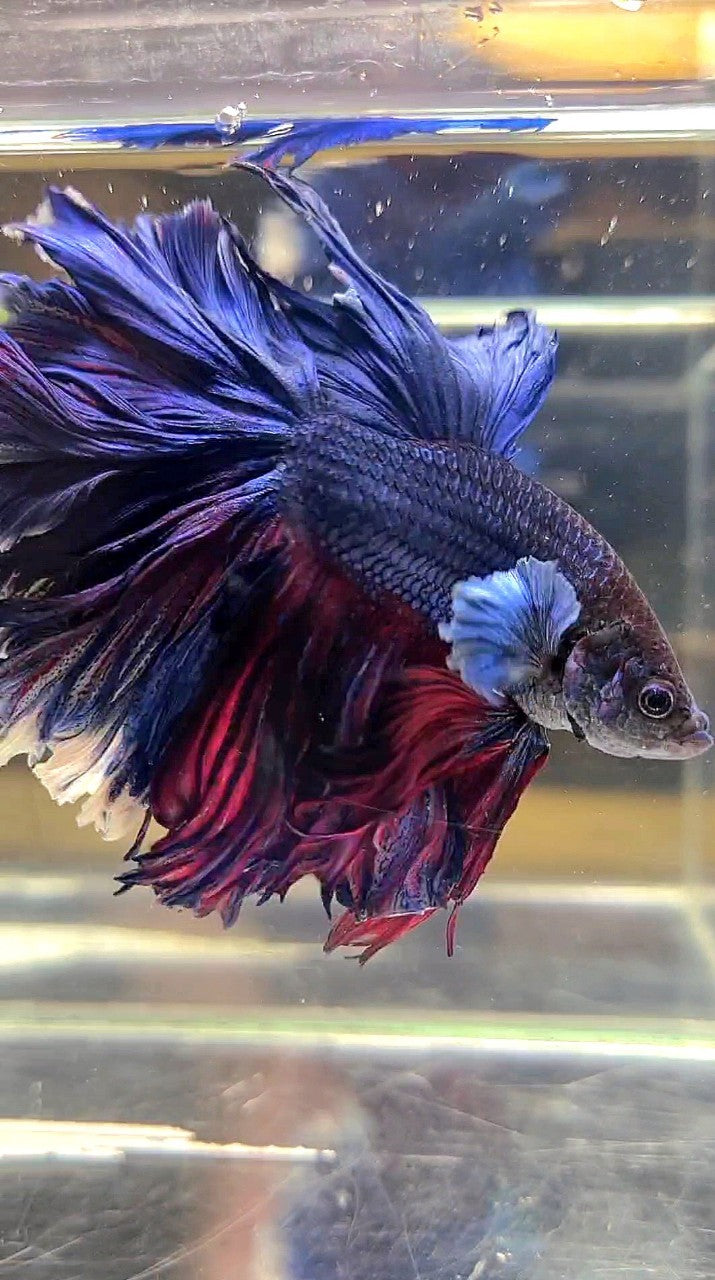 XL HALFMOON CURLY ROSETAIL BIG EAR BLUE PURPLE BETTA FISH