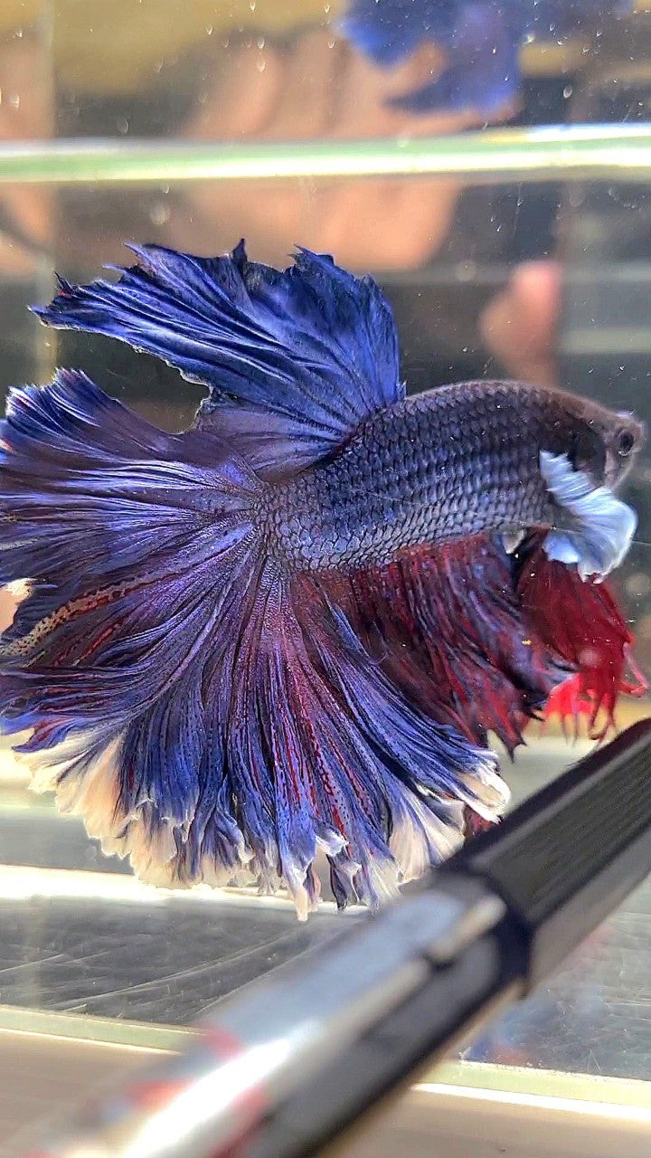 XL HALFMOON CURLY ROSETAIL BIG EAR BLUE PURPLE BETTA FISH