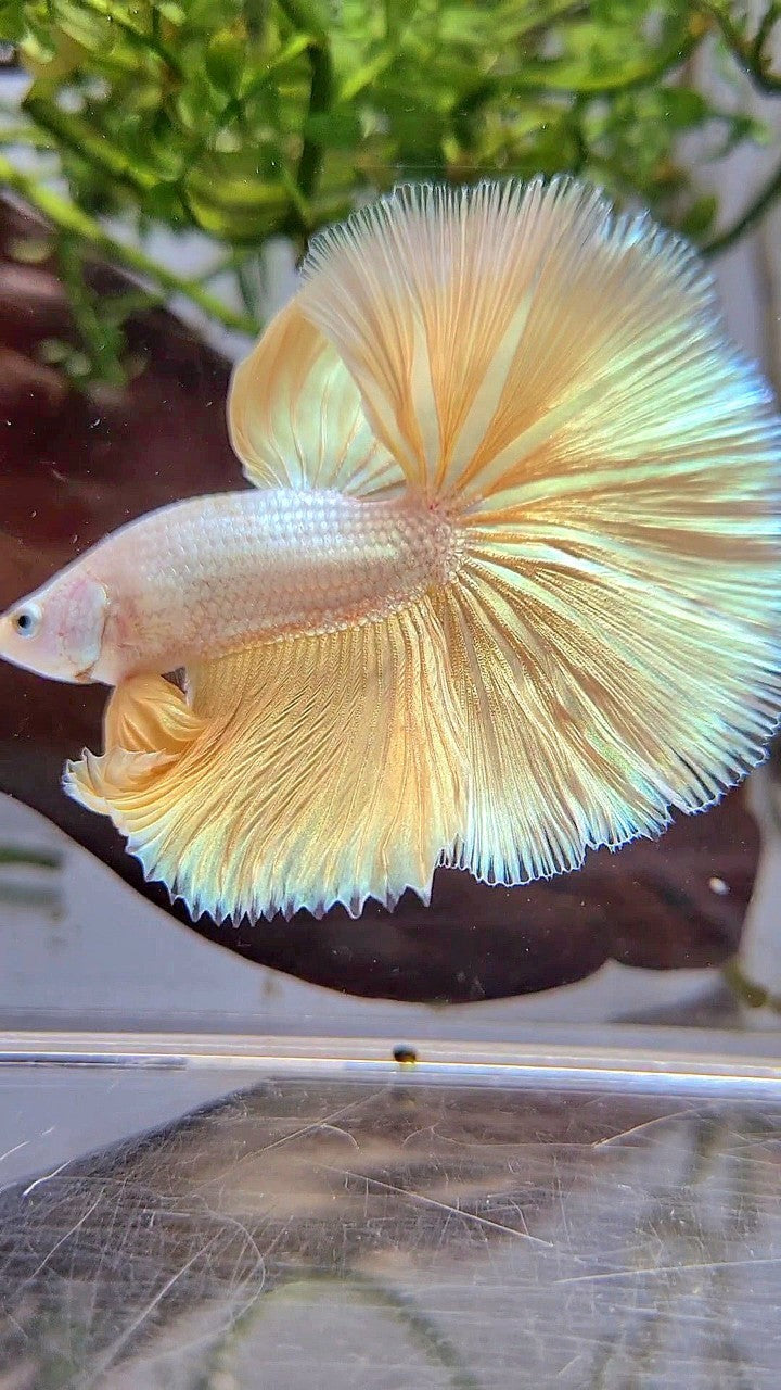 XL HALFMOON ROSETAIL YELLOW DRAGON SNOW BETTA FISH