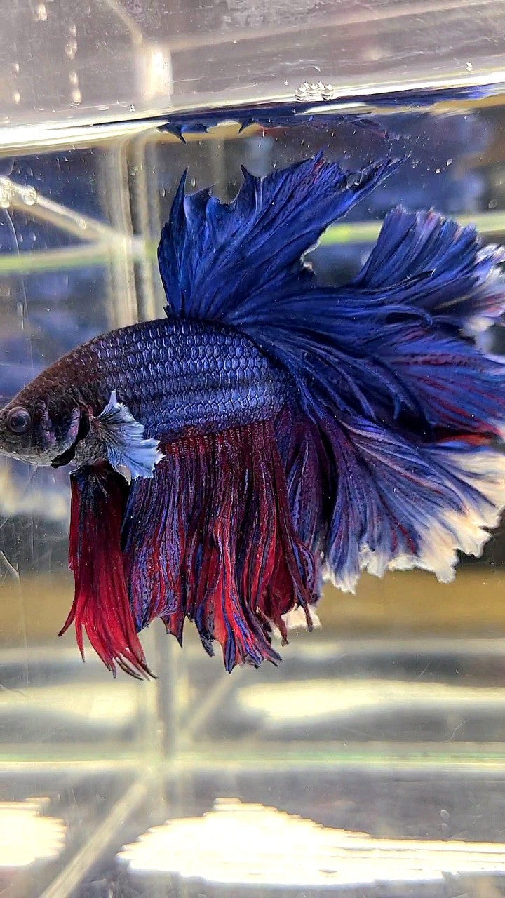 XL HALFMOON CURLY ROSETAIL BIG EAR BLUE PURPLE BETTA FISH