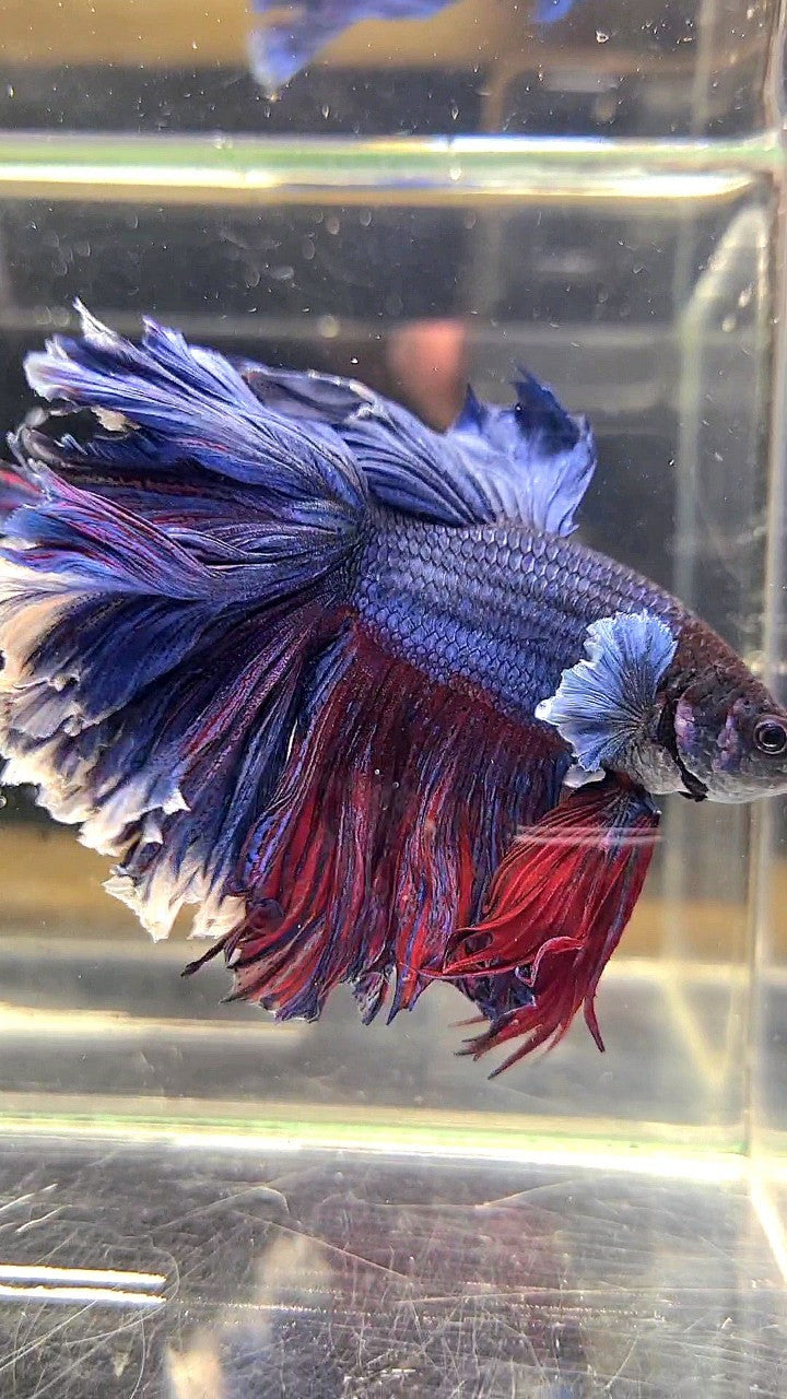 XL HALFMOON CURLY ROSETAIL BIG EAR BLUE PURPLE BETTA FISH