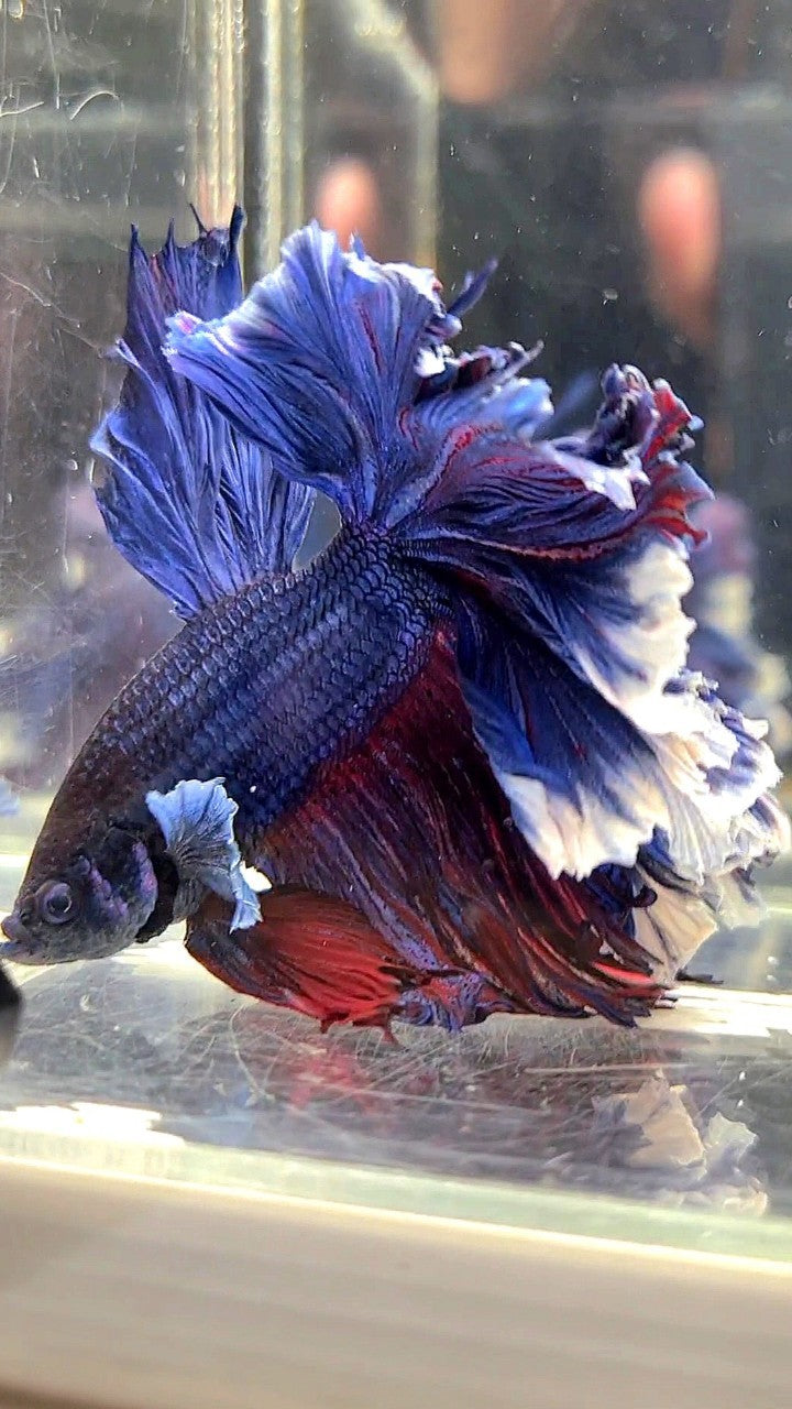 XL HALFMOON CURLY ROSETAIL BIG EAR BLUE PURPLE BETTA FISH