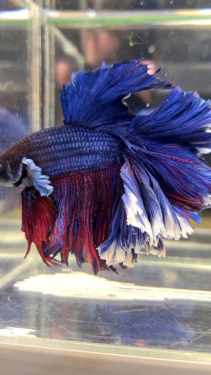 XL HALFMOON CURLY ROSETAIL BIG EAR BLUE PURPLE BETTA FISH