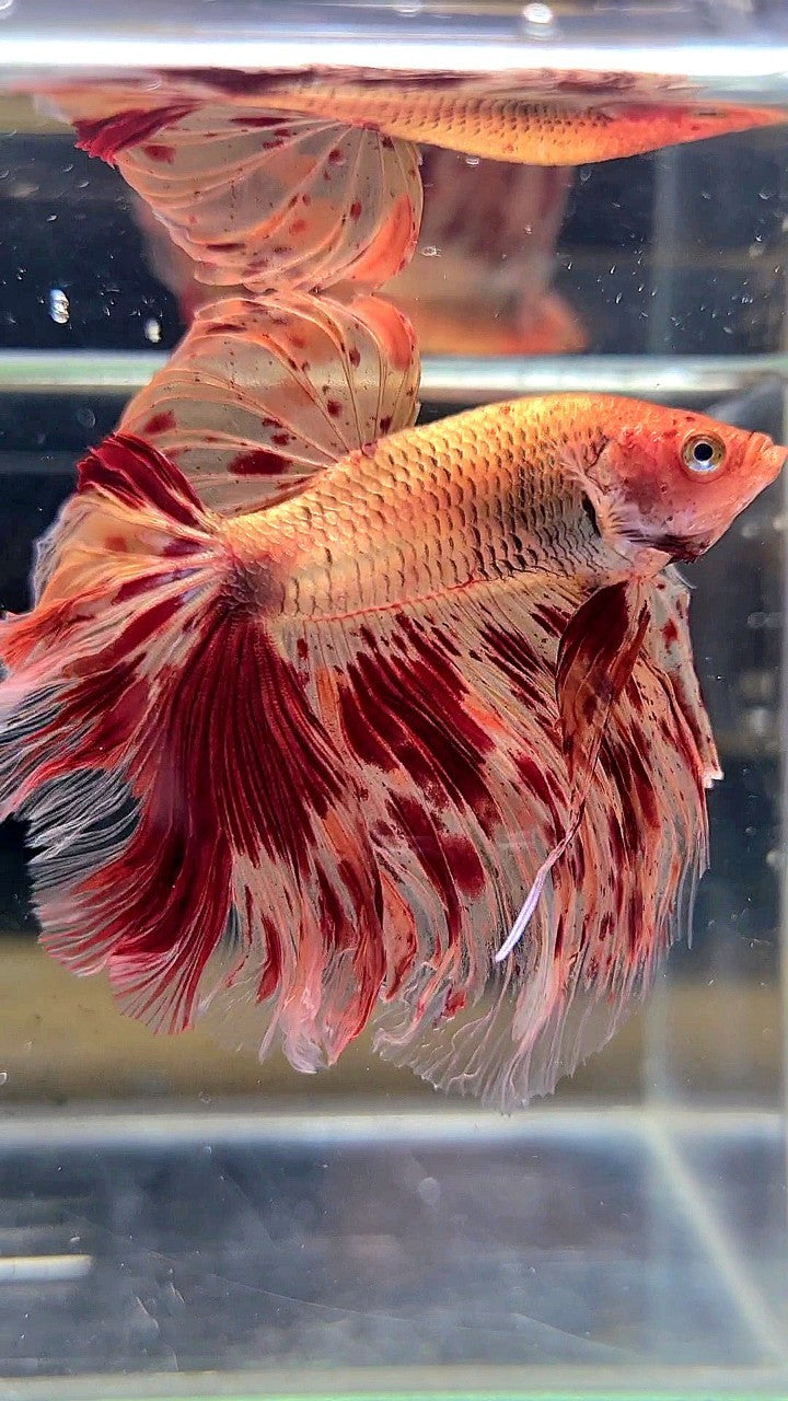 XL HALFMOON ROSETAIL SUPER ARMAGEDDON FIRE BETTA FISH