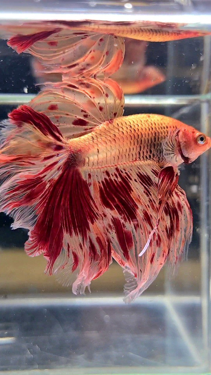 XL HALFMOON ROSETAIL SUPER ARMAGEDDON FIRE BETTA FISH