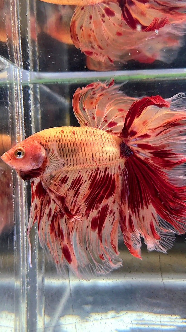 XL HALFMOON ROSETAIL SUPER ARMAGEDDON FIRE BETTA FISH