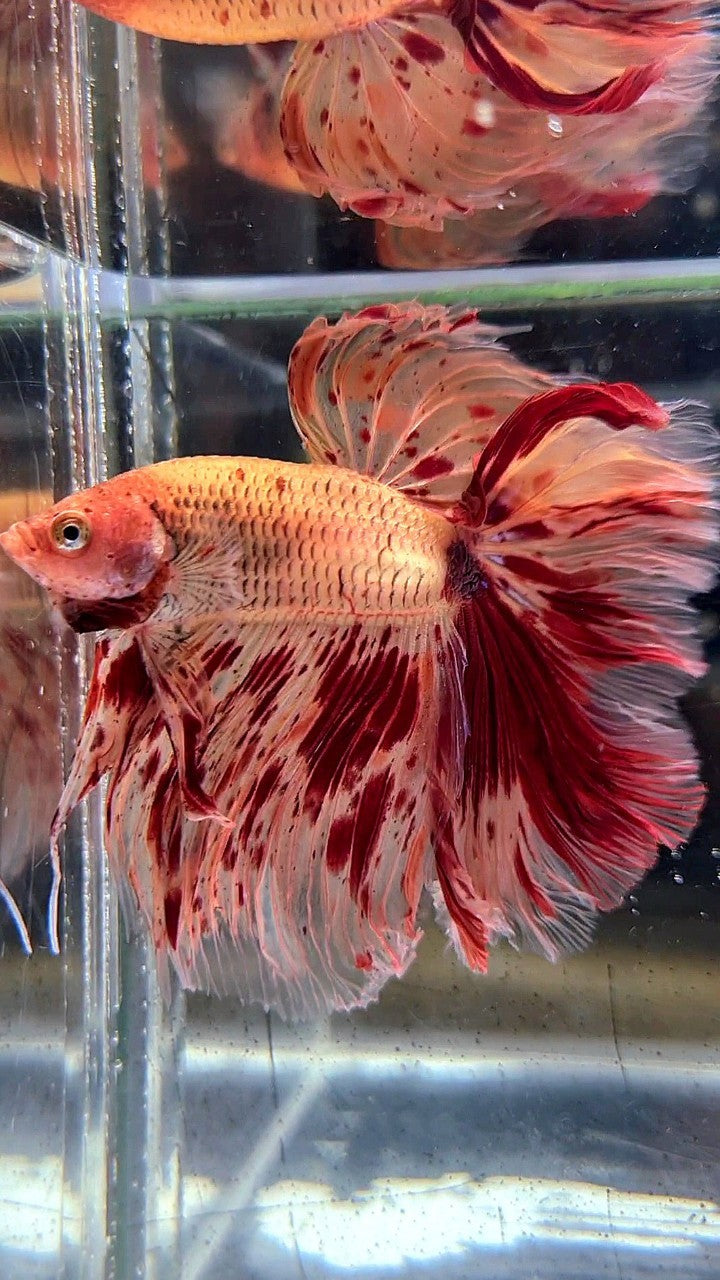 XL HALFMOON ROSETAIL SUPER ARMAGEDDON FIRE BETTA FISH