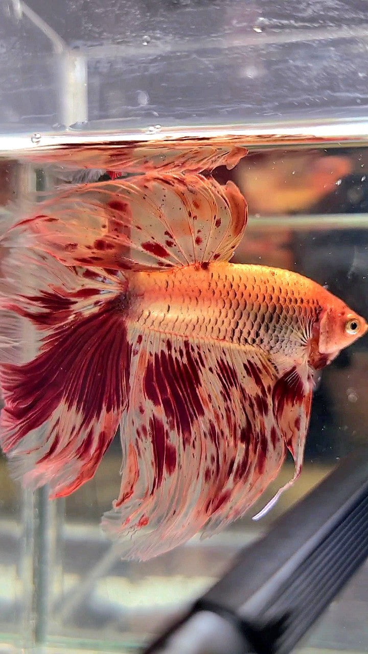 XL HALFMOON ROSETAIL SUPER ARMAGEDDON FIRE BETTA FISH