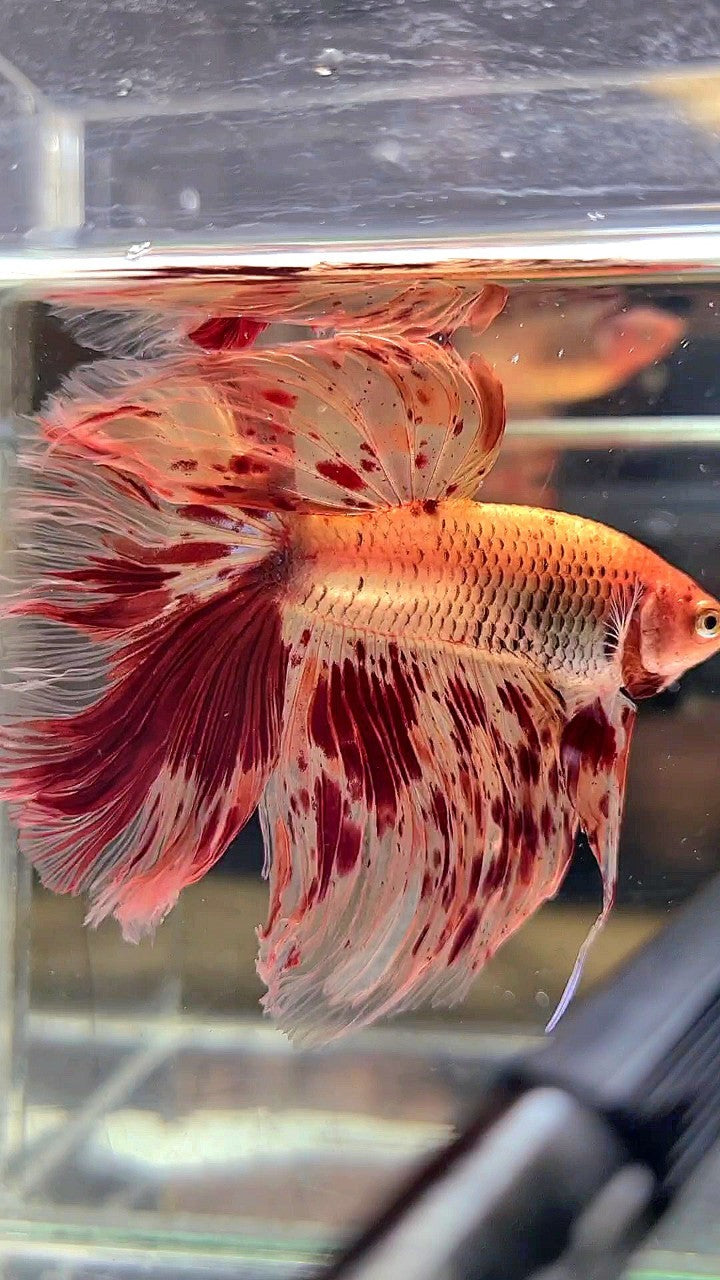 XL HALFMOON ROSETAIL SUPER ARMAGEDDON FIRE BETTA FISH