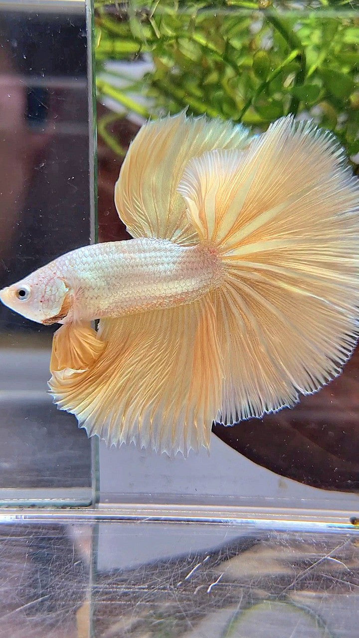 XL HALFMOON ROSETAIL YELLOW DRAGON SNOW BETTA FISH