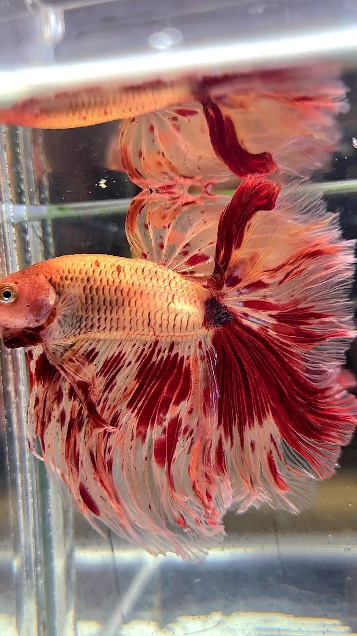 XL HALFMOON ROSETAIL SUPER ARMAGEDDON FIRE BETTA FISH