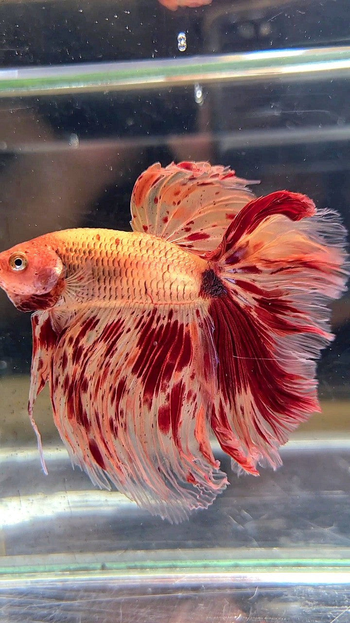 XL HALFMOON ROSETAIL SUPER ARMAGEDDON FIRE BETTA FISH