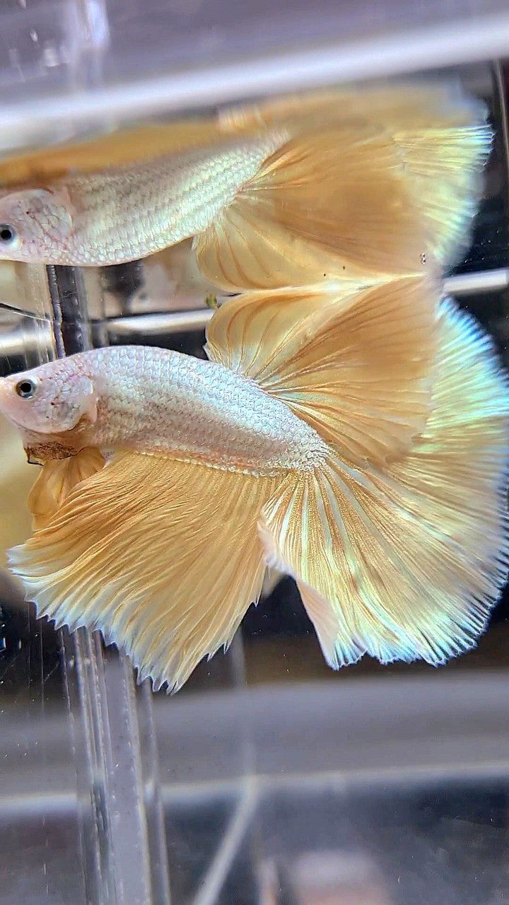 XL HALFMOON ROSETAIL YELLOW DRAGON SNOW BETTA FISH