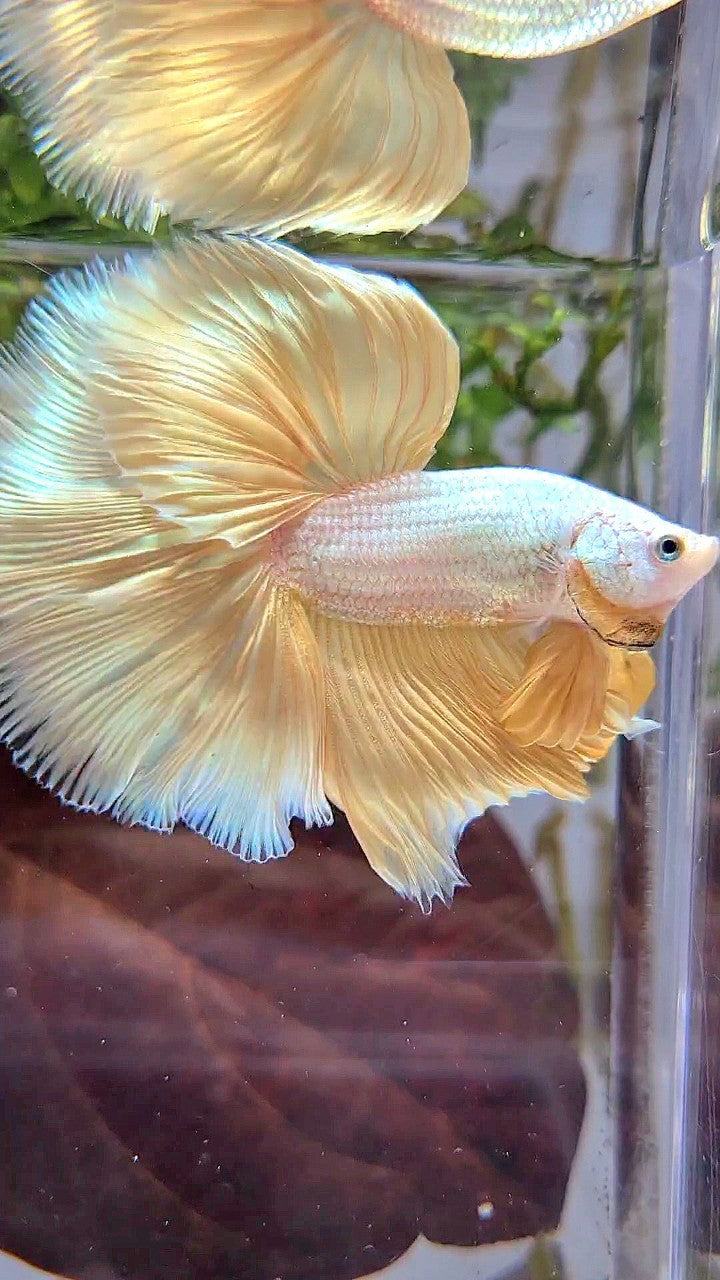 XL HALFMOON ROSETAIL YELLOW DRAGON SNOW BETTA FISH