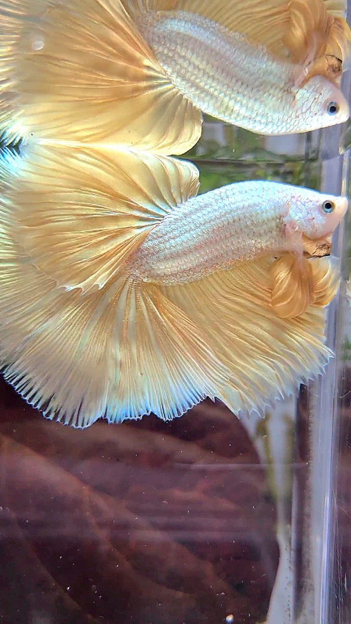 XL HALFMOON ROSETAIL YELLOW DRAGON SNOW BETTA FISH