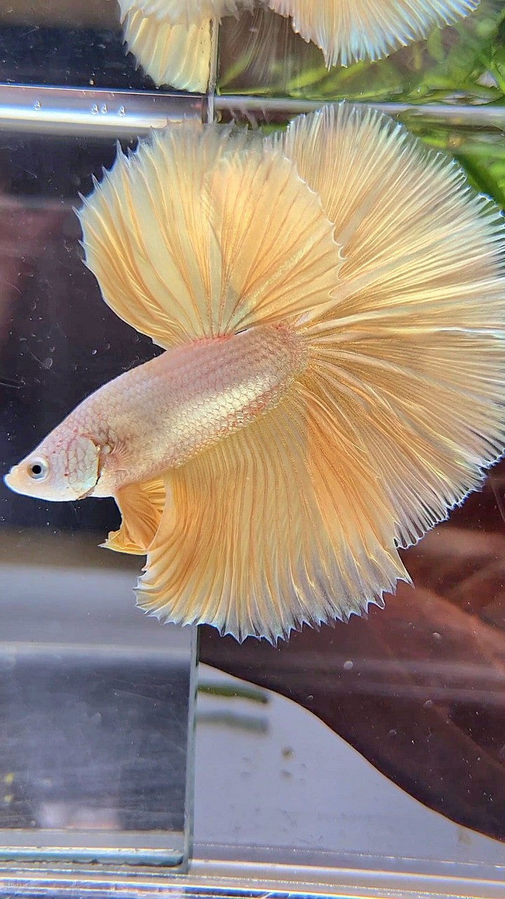 XL HALFMOON ROSETAIL YELLOW DRAGON SNOW BETTA FISH