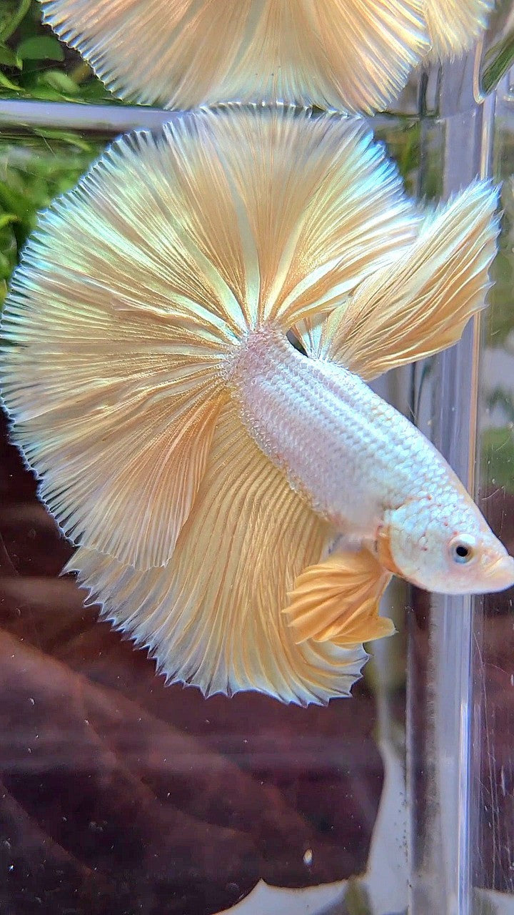 XL HALFMOON ROSETAIL YELLOW DRAGON SNOW BETTA FISH