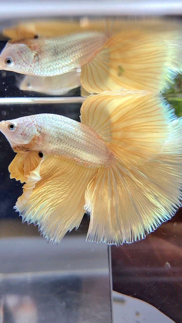 XL HALFMOON ROSETAIL YELLOW DRAGON SNOW BETTA FISH