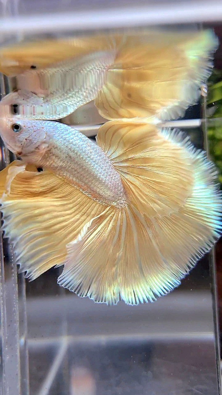 XL HALFMOON ROSETAIL YELLOW DRAGON SNOW BETTA FISH