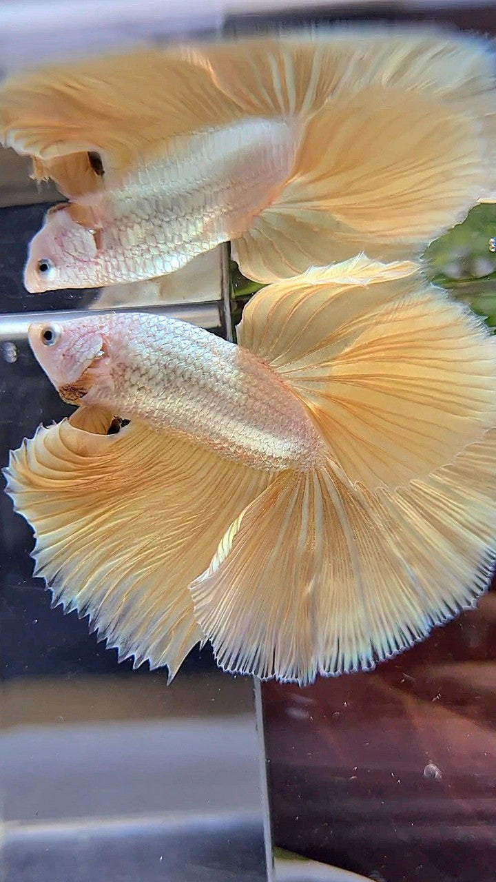 XL HALFMOON ROSETAIL YELLOW DRAGON SNOW BETTA FISH