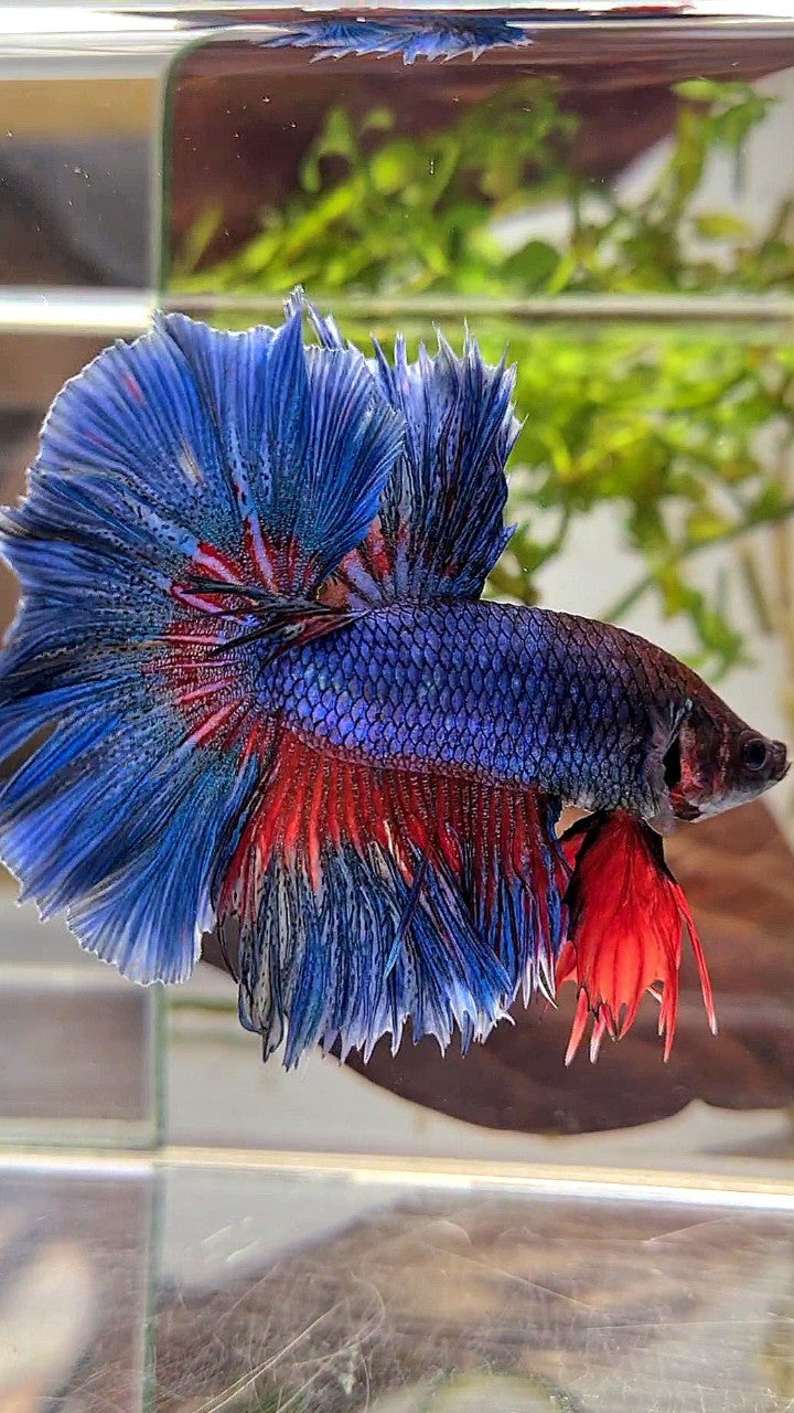 XL HALFMOON OVER ROSETAIL BLUE GREEN RED PATTERN BETTA FISH