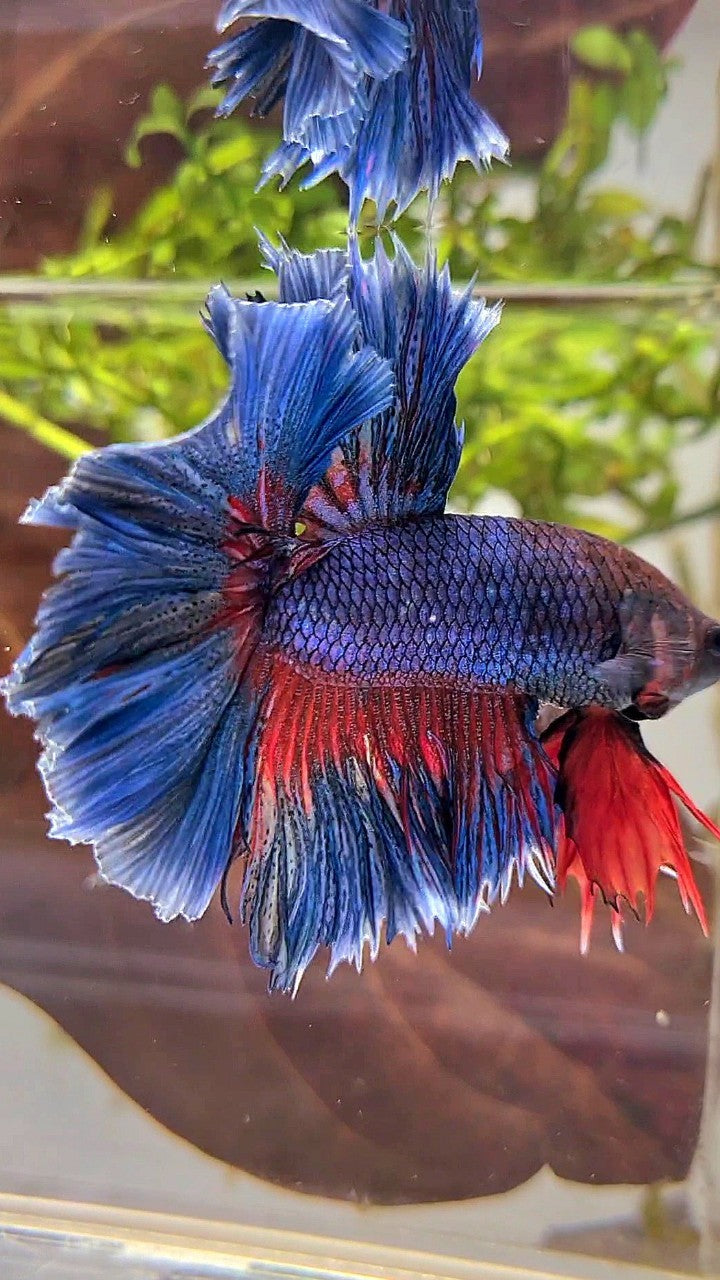 XL HALFMOON OVER ROSETAIL BLUE GREEN RED PATTERN BETTA FISH