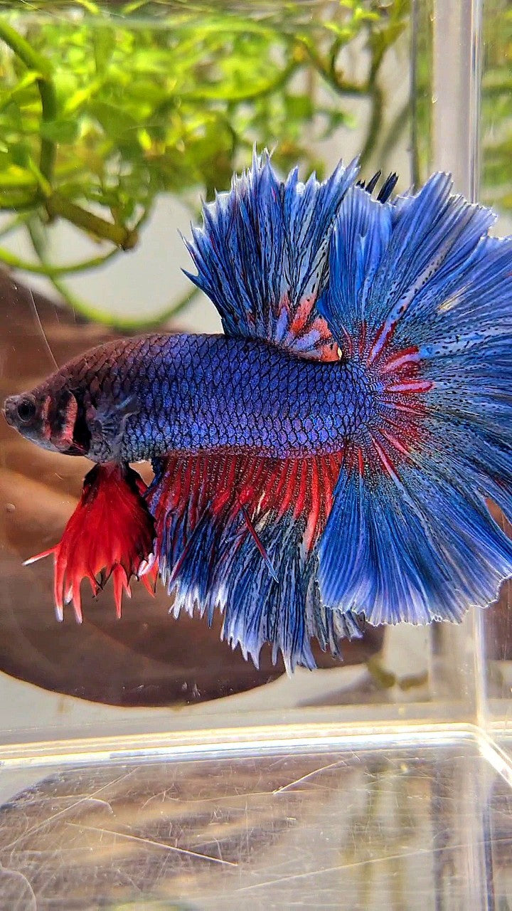 XL HALFMOON OVER ROSETAIL BLUE GREEN RED PATTERN BETTA FISH