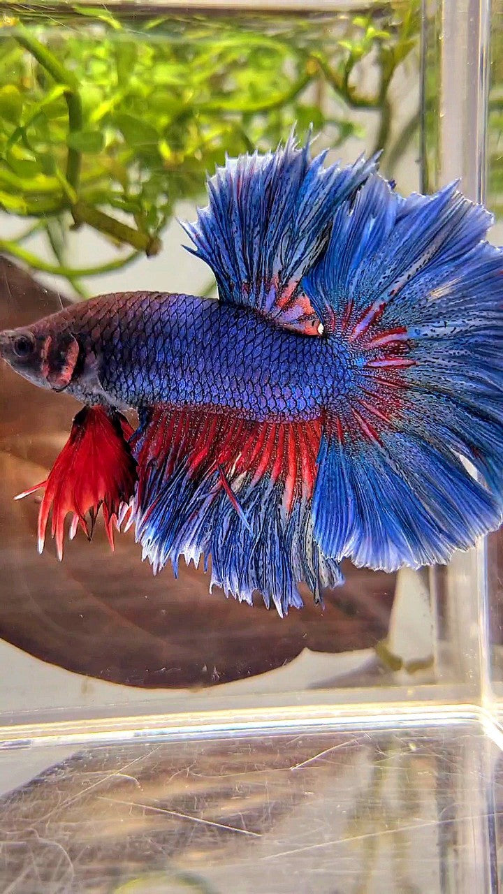 XL HALFMOON OVER ROSETAIL BLUE GREEN RED PATTERN BETTA FISH