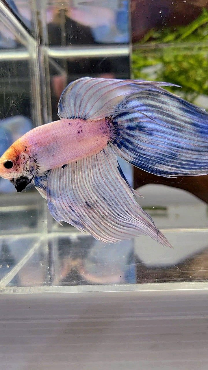 XL VEILTAIL BLUE LIGHT GRIZZLE YELLOW HEAD BETTA FISH