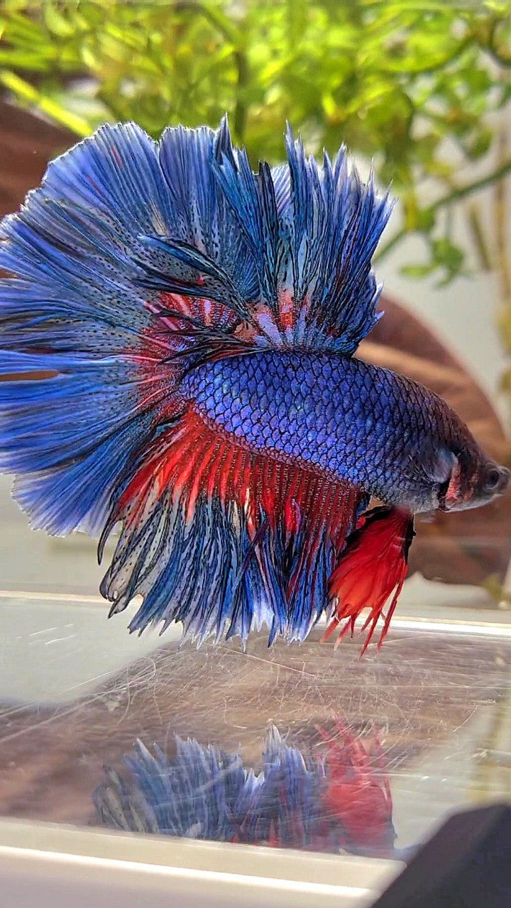 XL HALFMOON OVER ROSETAIL BLUE GREEN RED PATTERN BETTA FISH