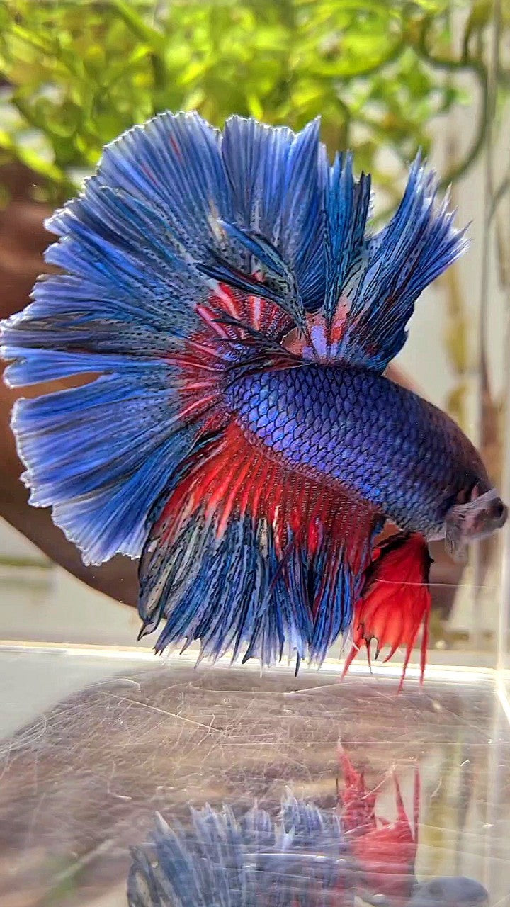 XL HALFMOON OVER ROSETAIL BLUE GREEN RED PATTERN BETTA FISH