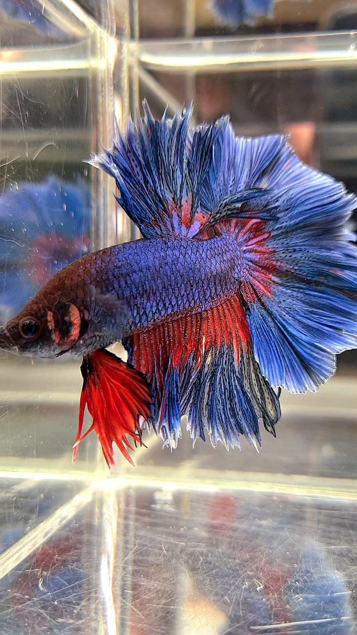 XL HALFMOON OVER ROSETAIL BLUE GREEN RED PATTERN BETTA FISH