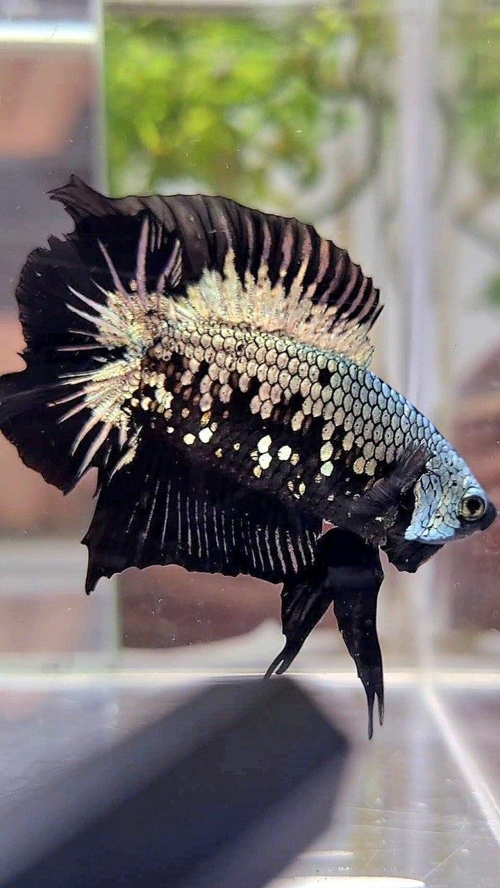 PLAKAT DOUBLE TAIL BLACK COPPER SAMURAI MASKING BETTA FISH