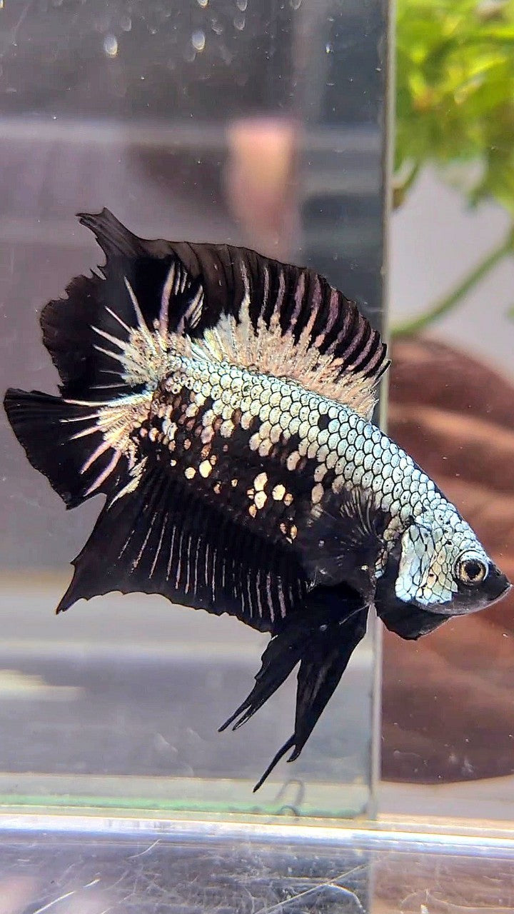 PLAKAT DOUBLE TAIL BLACK COPPER SAMURAI MASKING BETTA FISH