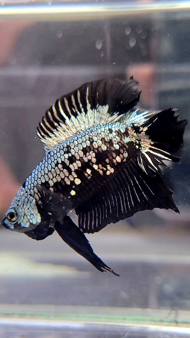 PLAKAT DOUBLE TAIL BLACK COPPER SAMURAI MASKING BETTA FISH