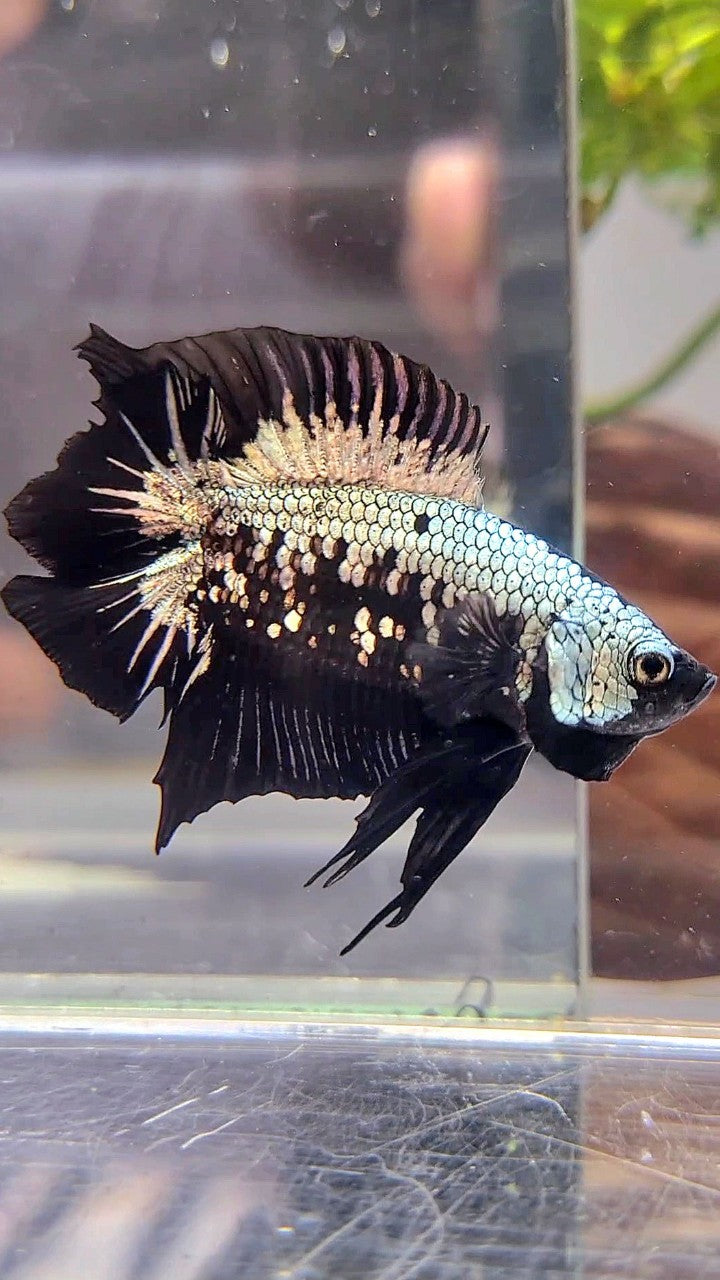 PLAKAT DOUBLE TAIL BLACK COPPER SAMURAI MASKING BETTA FISH