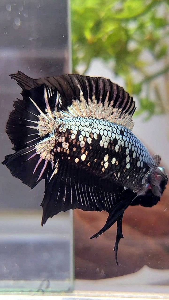 PLAKAT DOUBLE TAIL BLACK COPPER SAMURAI MASKING BETTA FISH