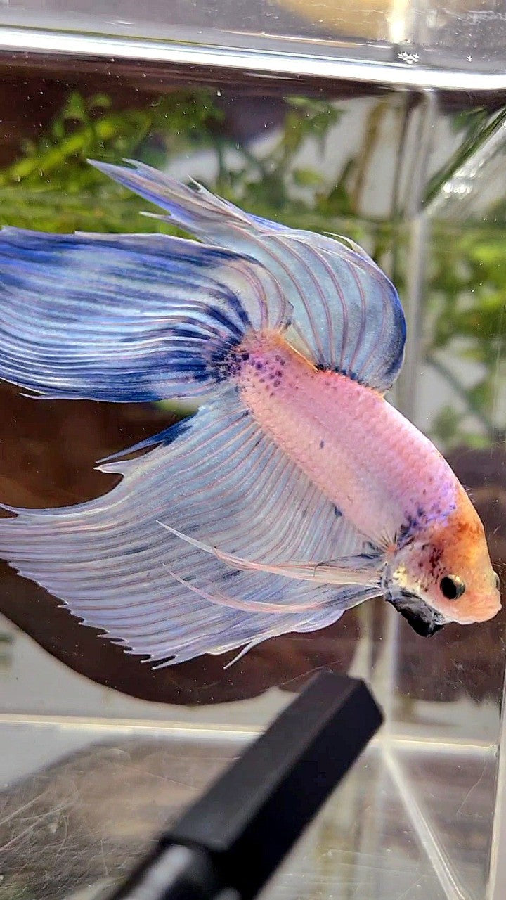 XL VEILTAIL BLUE LIGHT GRIZZLE YELLOW HEAD BETTA FISH