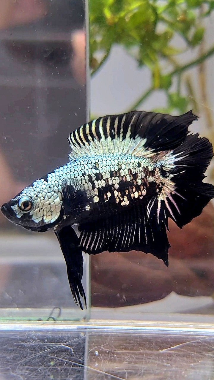 PLAKAT DOUBLE TAIL BLACK COPPER SAMURAI MASKING BETTA FISH