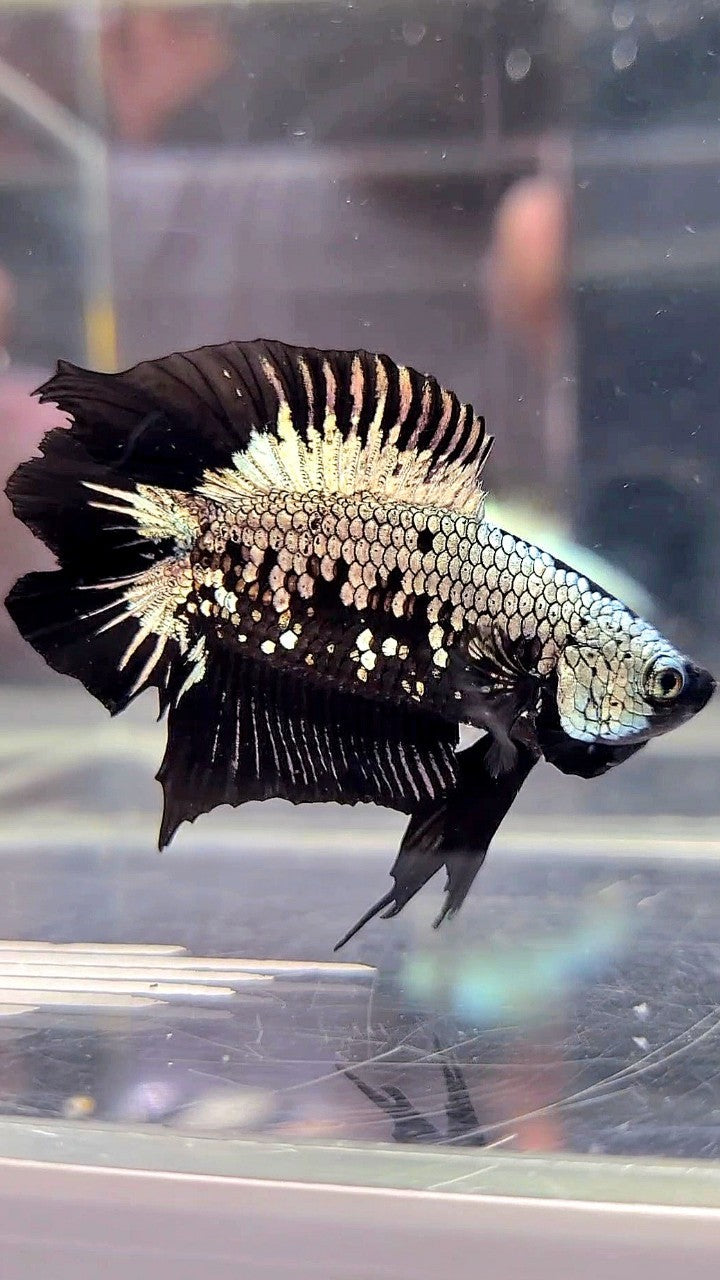 PLAKAT DOUBLE TAIL BLACK COPPER SAMURAI MASKING BETTA FISH