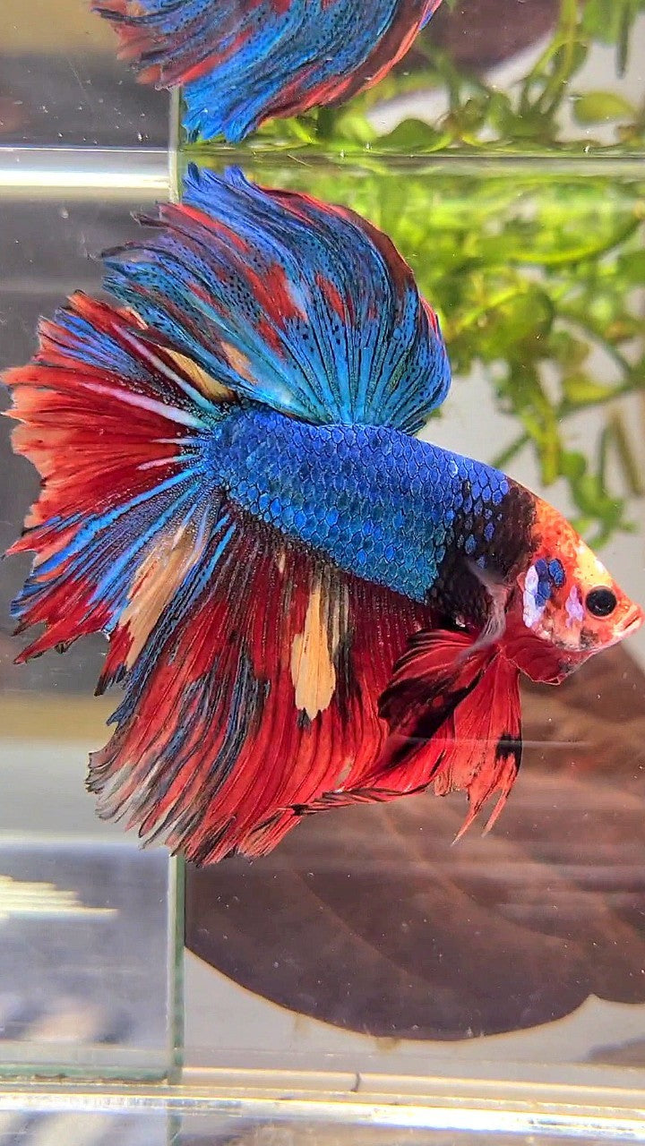 XL HALFMOON ROSETAIL BLUE RED FANCY MULTICOLOR UNIQUE FACE BETTA FISH