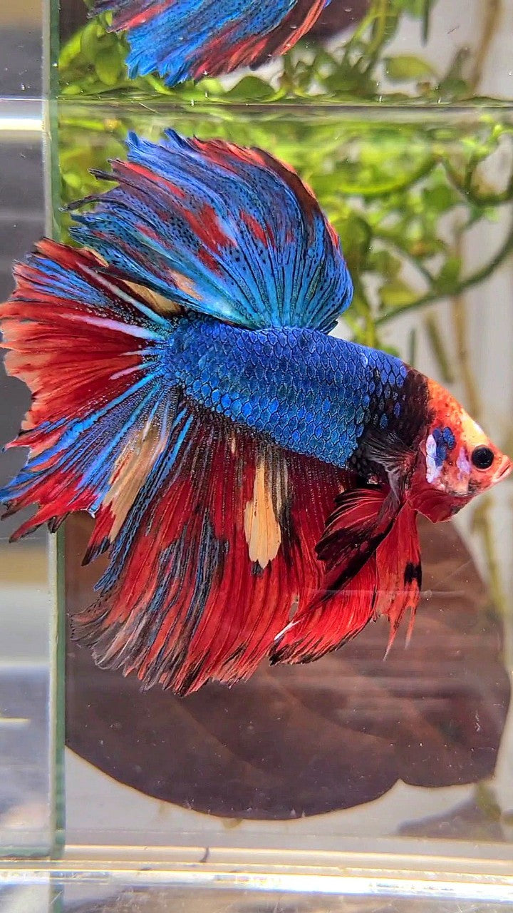 XL HALFMOON ROSETAIL BLUE RED FANCY MULTICOLOR UNIQUE FACE BETTA FISH