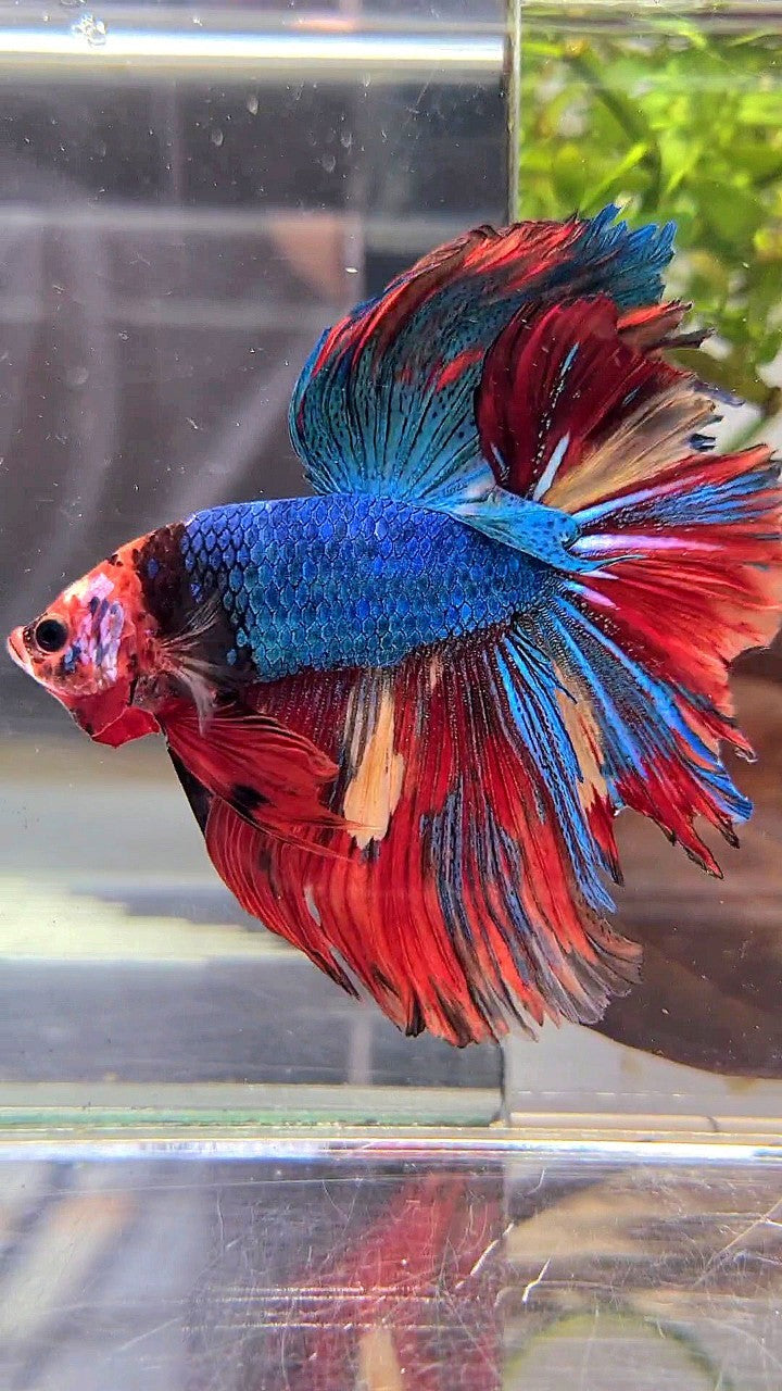 XL HALFMOON ROSETAIL BLUE RED FANCY MULTICOLOR UNIQUE FACE BETTA FISH