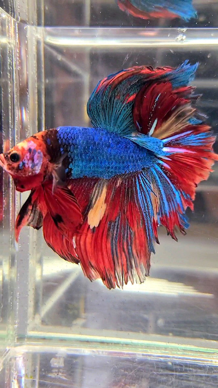 XL HALFMOON ROSETAIL BLUE RED FANCY MULTICOLOR UNIQUE FACE BETTA FISH