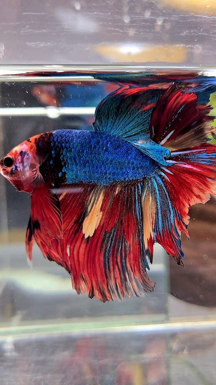 XL HALFMOON ROSETAIL BLUE RED FANCY MULTICOLOR UNIQUE FACE BETTA FISH