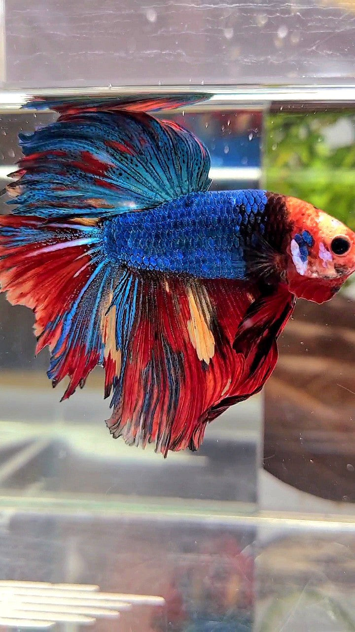 XL HALFMOON ROSETAIL BLUE RED FANCY MULTICOLOR UNIQUE FACE BETTA FISH